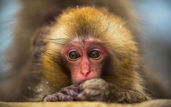 Beaux et adorables fonds d'écran bébé singe pour ordinateurs