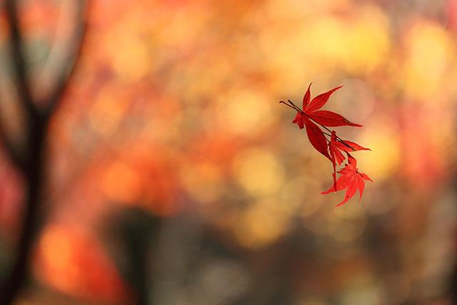 Beaux fonds d'écran de feuilles d'érable, feuilles d'érable d'automne pour ordinateurs et ordinateurs portables