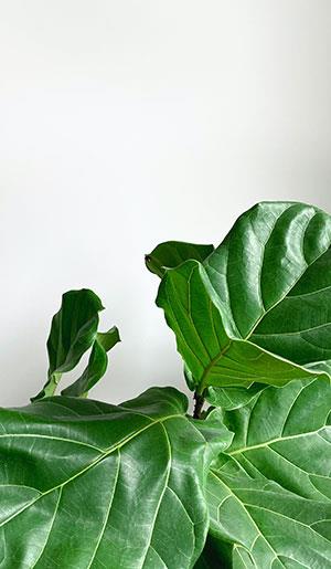 Fonds d'écran de feuilles pour ordinateurs, photos de feuilles pour téléphones