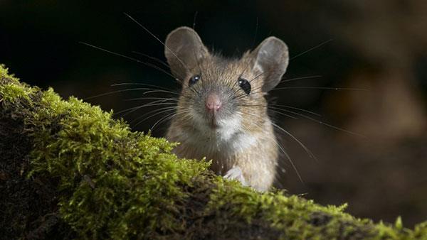 L'ensemble de fonds d'écran de souris le plus mignon, le plus adorable et le plus beau