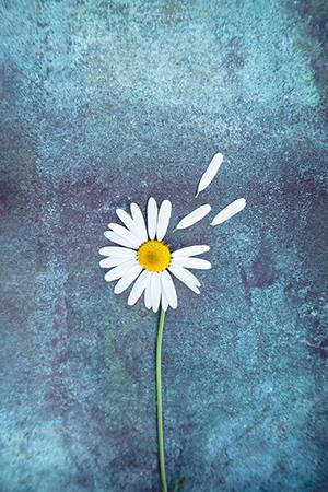 Photo de chrysanthème blanc, belle image de chrysanthème blanc