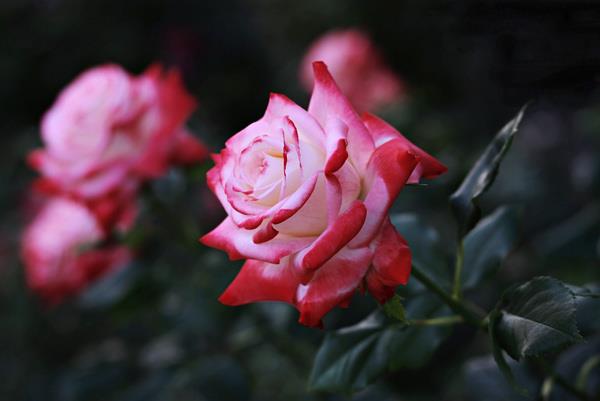 200 magnifiques fonds d'écran de roses pour votre ordinateur