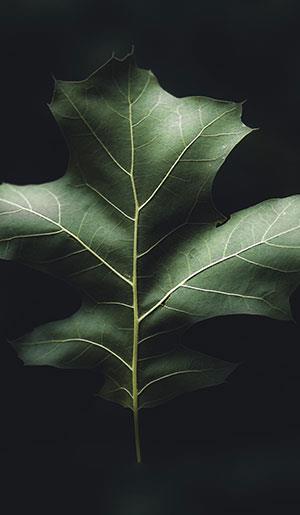 Fonds d'écran de feuilles pour ordinateurs, photos de feuilles pour téléphones