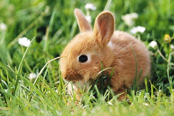 Entzückende und süße Baby-Kaninchen-Tapete