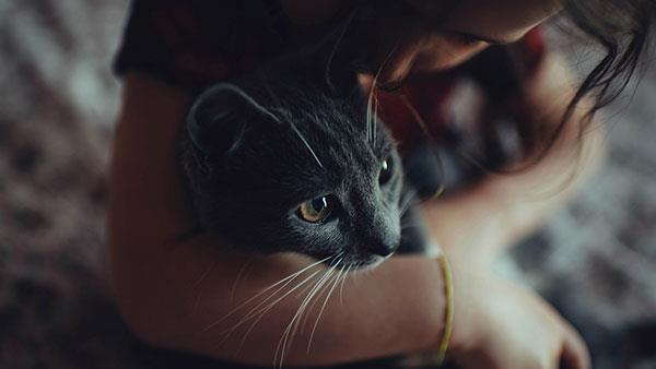 Les fonds d'écran de chats les plus mignons et les plus adorables