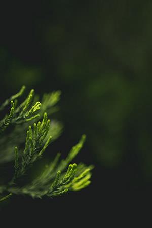 Fonds d'écran verts, beaux fonds d'écran verts pour ordinateurs et téléphones