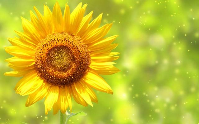 Raccolta di bellissimi sfondi e immagini di girasoli