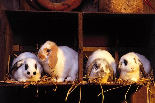 Entzückende und süße Baby-Kaninchen-Tapete