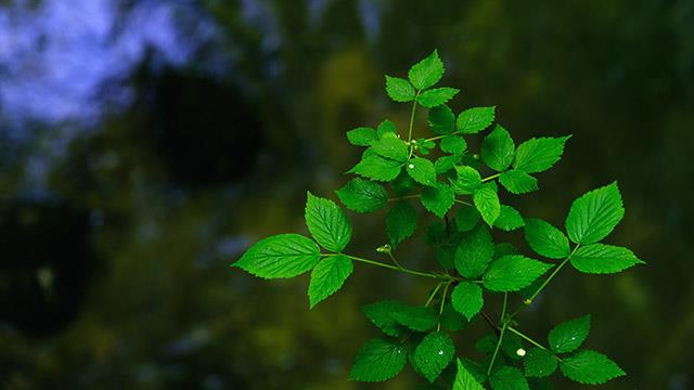 綠色壁紙，美麗的綠色電腦和手機壁紙