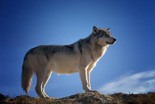 Fonds d'écran de loup Full HD pour ordinateurs