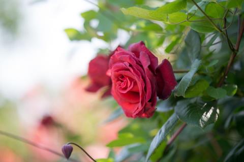 200 magnifiques fonds décran de roses pour votre ordinateur