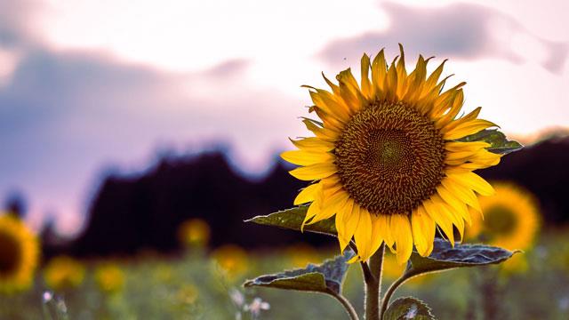 Raccolta di bellissimi sfondi e immagini di girasoli