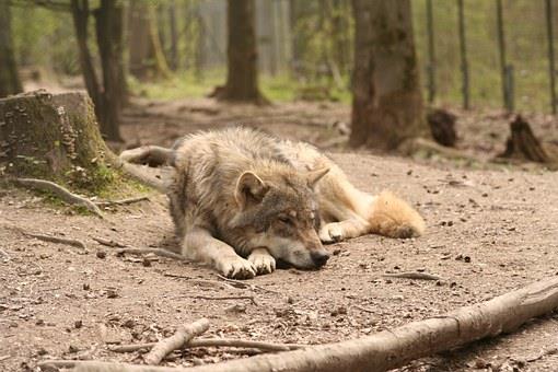 Fonds d'écran de loup Full HD pour ordinateurs