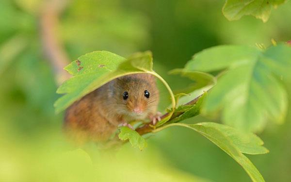 Il set di sfondi per mouse più carino, adorabile e bello