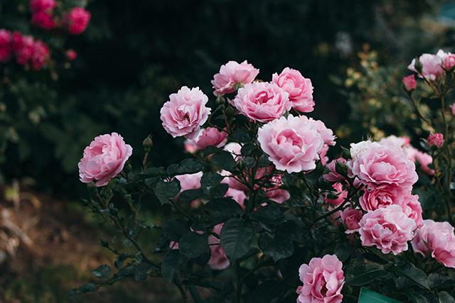 Fonds d'écran de pivoine, belles photos de pivoine