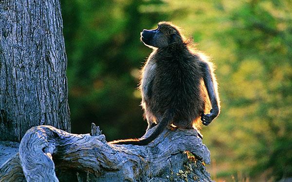 Beaux et adorables fonds d'écran bébé singe pour ordinateurs