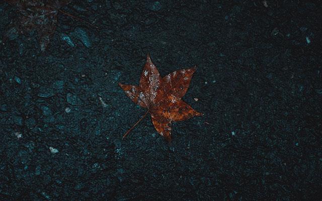 Beaux fonds d'écran de feuilles d'érable, feuilles d'érable d'automne pour ordinateurs et ordinateurs portables