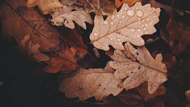 Sfondi di foglie per computer, foto di foglie per telefoni