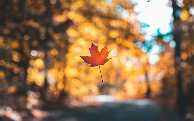 Beaux fonds d'écran de feuilles d'érable, feuilles d'érable d'automne pour ordinateurs et ordinateurs portables