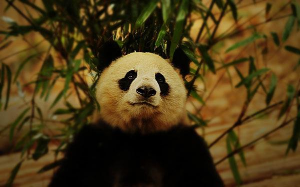 L'ensemble le plus mignon de fonds d'écran panda pour ordinateurs