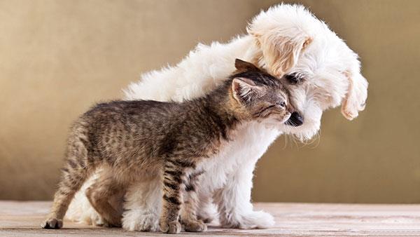 Die süßesten und bezauberndsten Katzentapeten