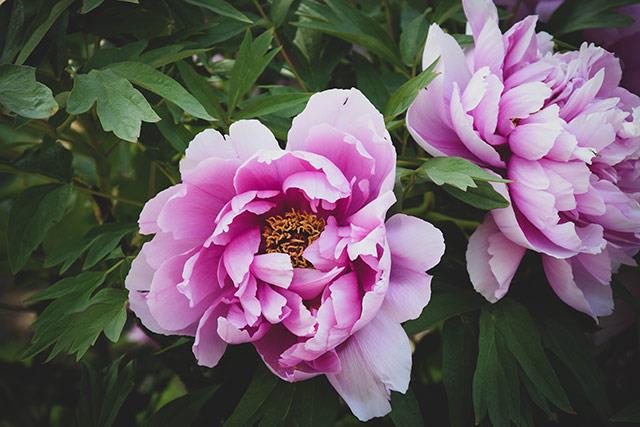 Fonds d'écran de pivoine, belles photos de pivoine