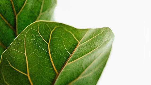 Fonds d'écran de feuilles pour ordinateurs, photos de feuilles pour téléphones