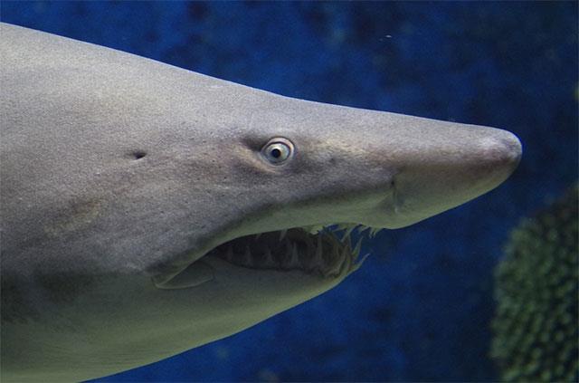 Fond d'écran de requin mignon, images de fond d'écran de requin mignon