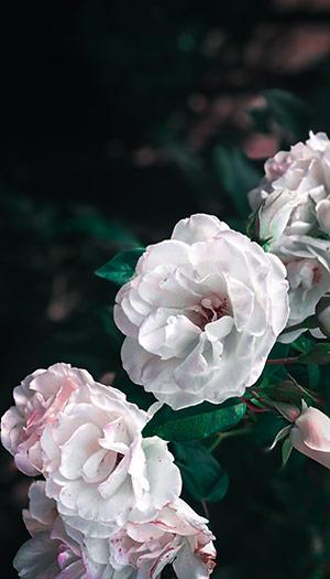 Fonds d'écran de pivoine, belles photos de pivoine