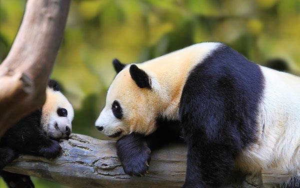 L'ensemble le plus mignon de fonds d'écran panda pour ordinateurs