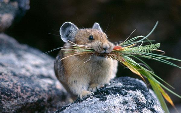 L'ensemble de fonds d'écran de souris le plus mignon, le plus adorable et le plus beau