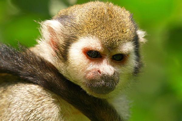 Beaux et adorables fonds d'écran bébé singe pour ordinateurs