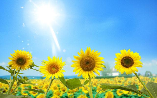 Raccolta di bellissimi sfondi e immagini di girasoli