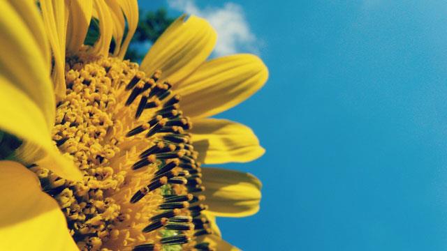 Raccolta di bellissimi sfondi e immagini di girasoli