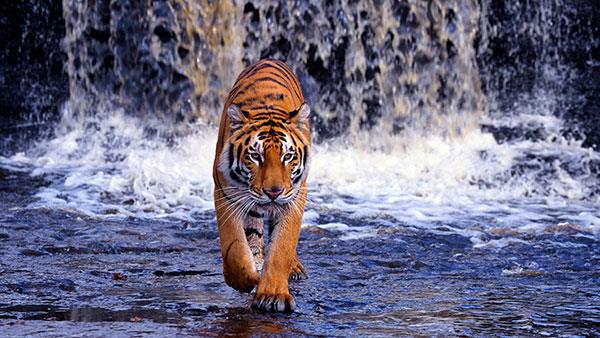 Sfondi tigre molto belli per computer, sfondi tigre per laptop