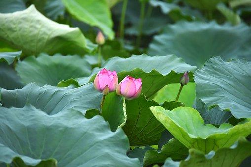 La plus belle image de lotus à ne pas manquer