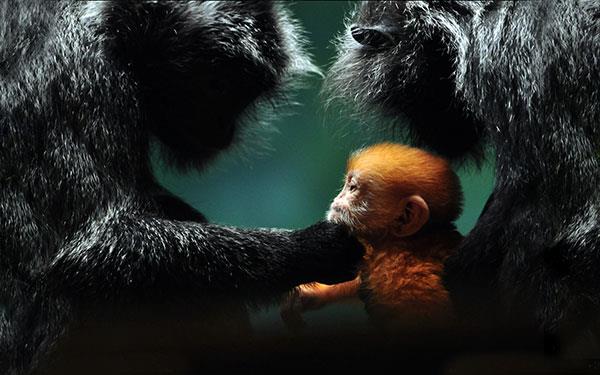 Beaux et adorables fonds d'écran bébé singe pour ordinateurs