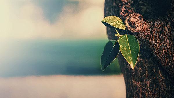 立即為您的電腦下載 200 張不同主題的桌布