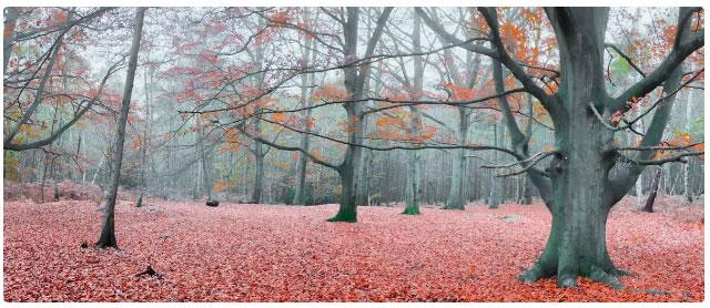 iOS と Android で最高の写真アプリ