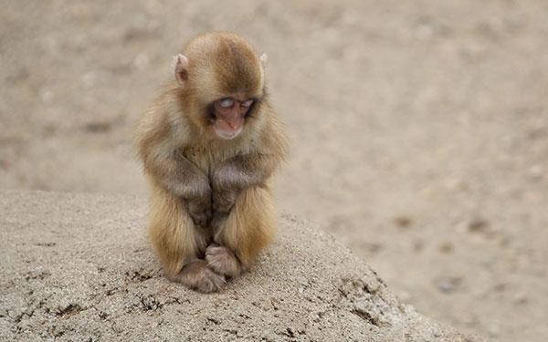 Beaux et adorables fonds d'écran bébé singe pour ordinateurs