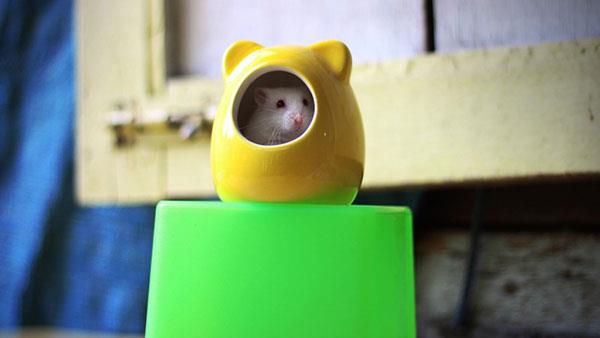 Il set di sfondi per mouse più carino, adorabile e bello