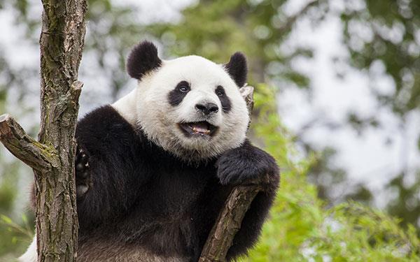 Il set più carino di sfondi panda per computer