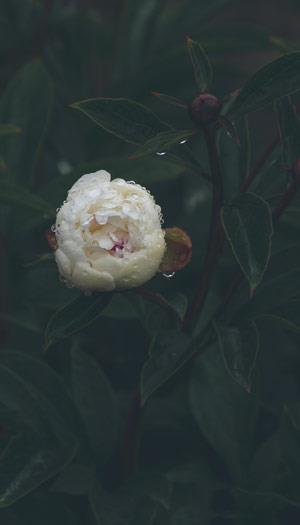 Fonds d'écran de pivoine, belles photos de pivoine