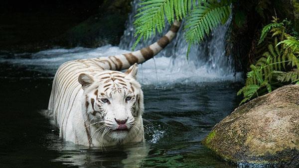 Sfondi tigre molto belli per computer, sfondi tigre per laptop