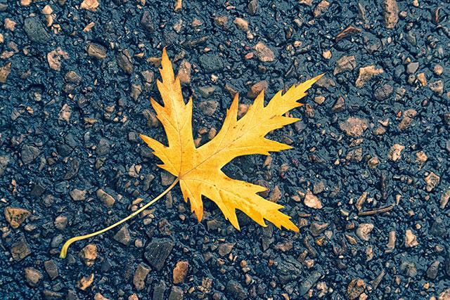 Beaux fonds d'écran de feuilles d'érable, feuilles d'érable d'automne pour ordinateurs et ordinateurs portables