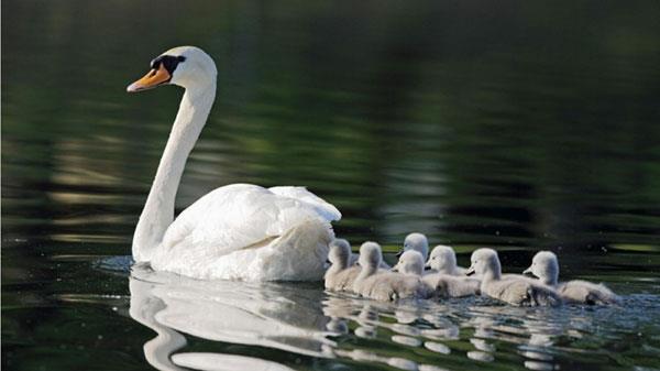 Die süßesten, lustigsten und witzigsten Tiertapeten