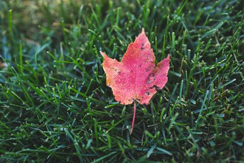 Beaux fonds décran de feuilles dérable, feuilles dérable dautomne pour ordinateurs et ordinateurs portables