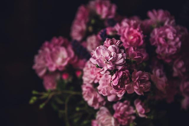 Fonds d'écran de pivoine, belles photos de pivoine