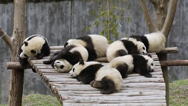 Il set più carino di sfondi panda per computer