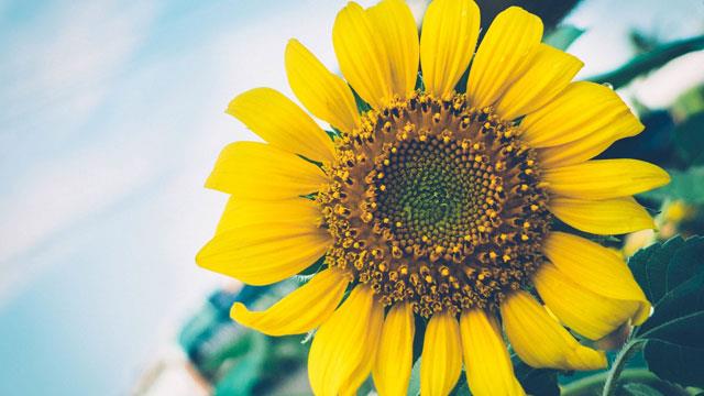 Collection de magnifiques fonds d'écran et images de tournesol